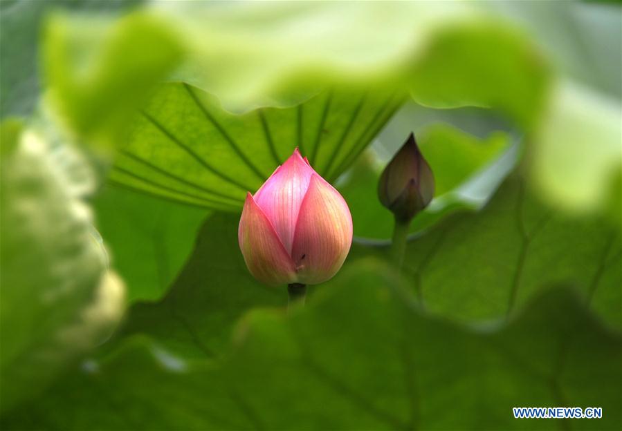 CHINA-SHANDONG-JINAN-LOTUS FLOWERS (CN)