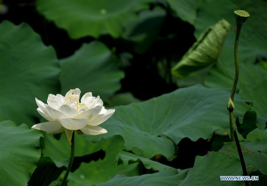 CHINA-SHANDONG-JINAN-LOTUS FLOWERS (CN)