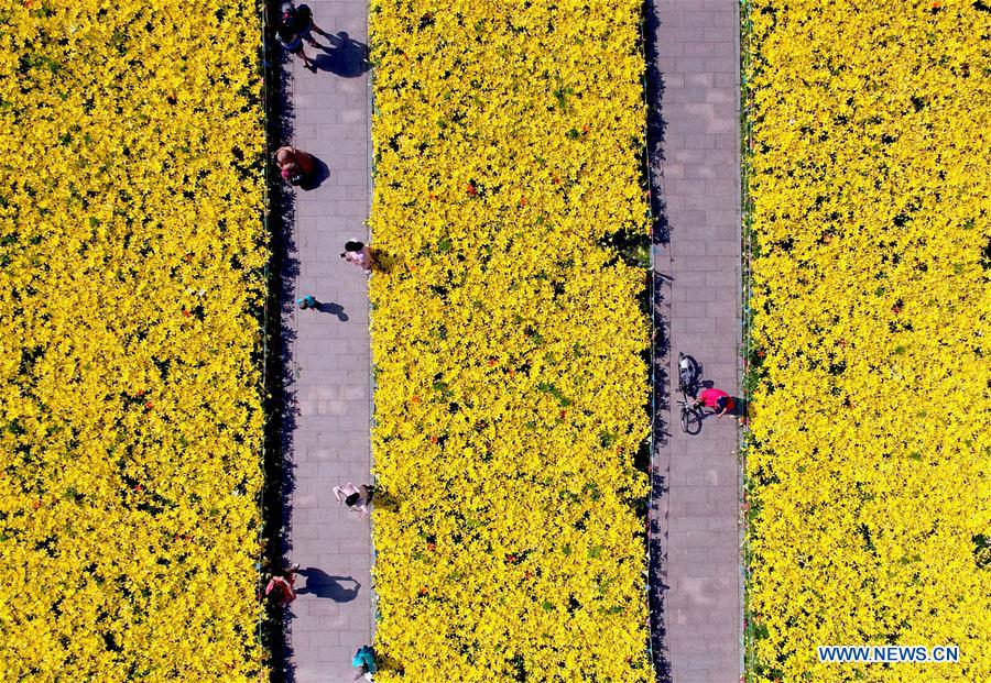 #CHINA-SHENYANG-LILY FLOWERS (CN)