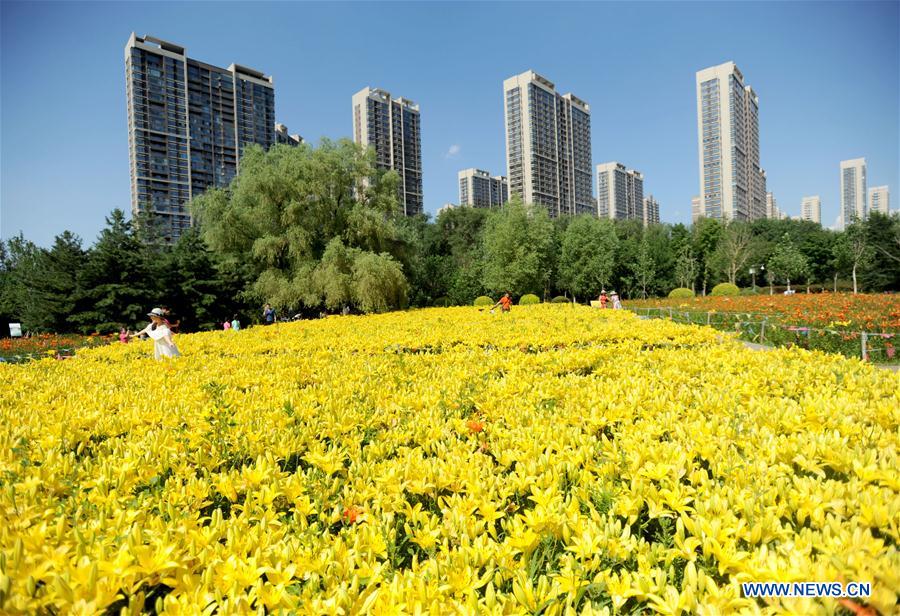 #CHINA-SHENYANG-LILY FLOWERS (CN)