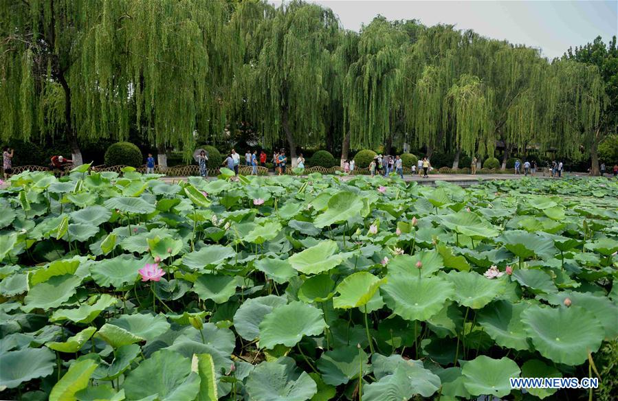 CHINA-SHANDONG-JINAN-LOTUS FLOWERS (CN)