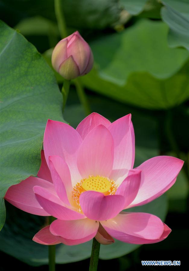 CHINA-SHANDONG-JINAN-LOTUS FLOWERS (CN)