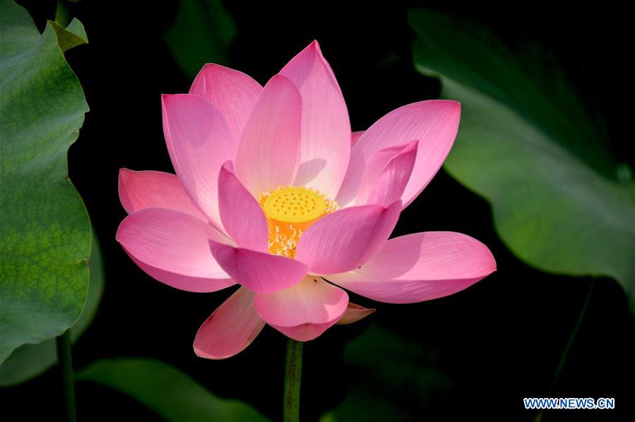 CHINA-SHANDONG-JINAN-LOTUS FLOWERS (CN)