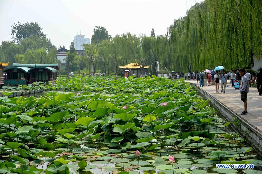 CHINA-SHANDONG-JINAN-LOTUS FLOWERS (CN)