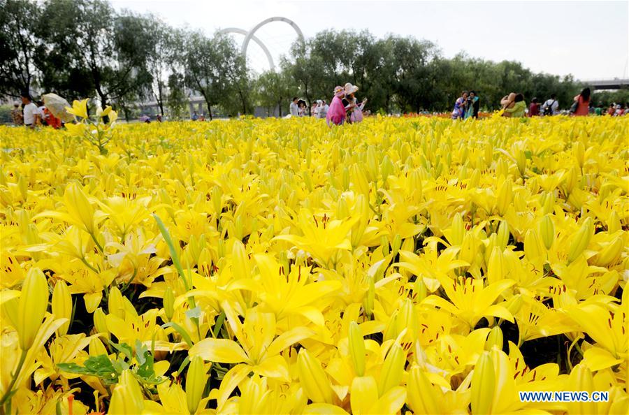 #CHINA-SHENYANG-LILY FLOWERS (CN)