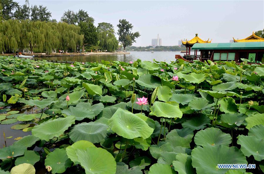 CHINA-SHANDONG-JINAN-LOTUS FLOWERS (CN)