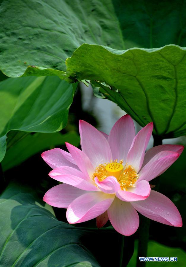 CHINA-SHANDONG-JINAN-LOTUS FLOWERS (CN)