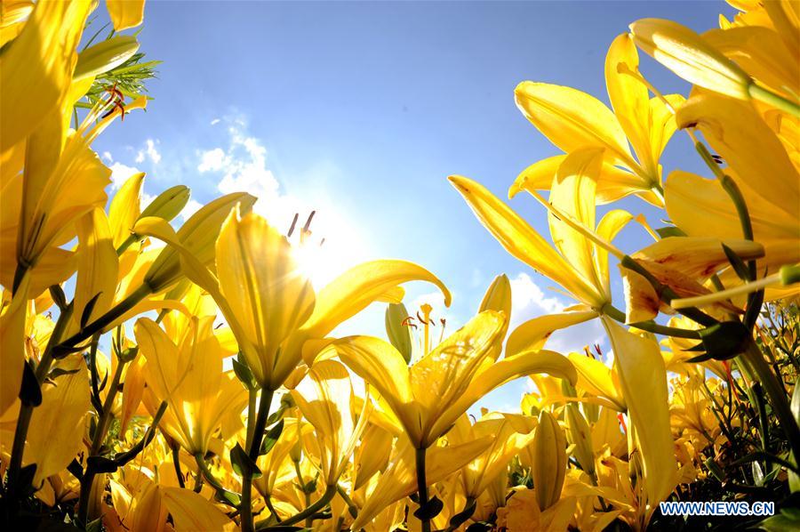 #CHINA-SHENYANG-LILY FLOWERS (CN)