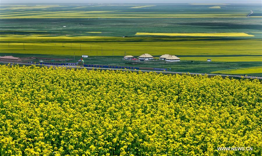  Rapeseed flowers are in full bloom in Minle recently. 