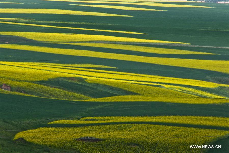  Rapeseed flowers are in full bloom in Minle recently. 