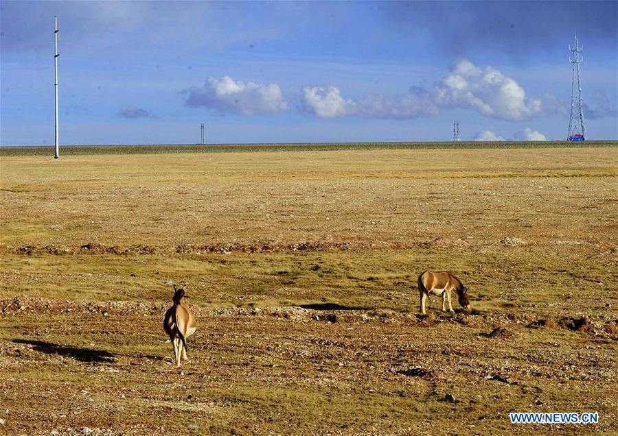 CHINA-QINGHAI-TIBET RAILWAY-ANIMALS (CN)