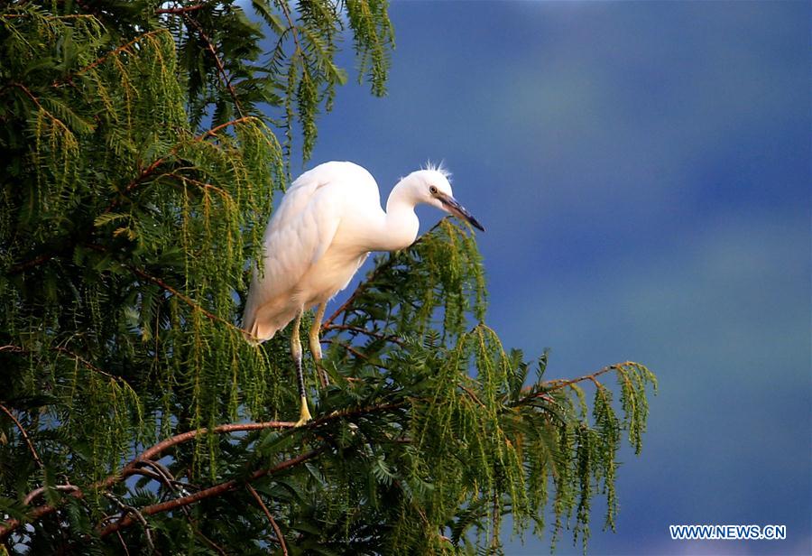 #CHINA-ANHUI-HUANGSHAN-EGRET (CN)