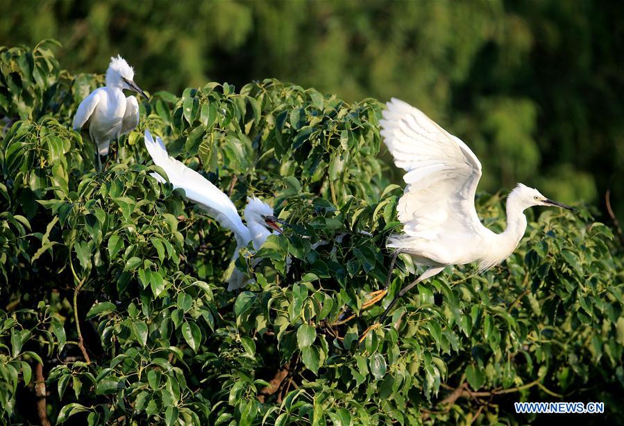 #CHINA-ANHUI-HUANGSHAN-EGRET (CN)