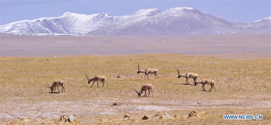 CHINA-QINGHAI-TIBET RAILWAY-ANIMALS (CN)