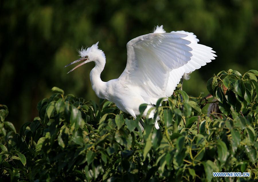 #CHINA-ANHUI-HUANGSHAN-EGRET (CN)