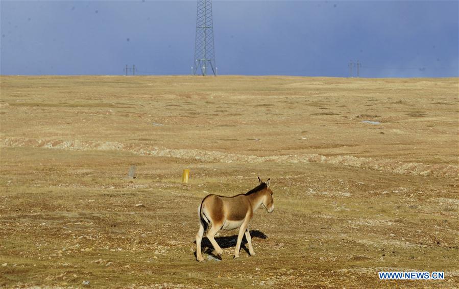 CHINA-QINGHAI-TIBET RAILWAY-ANIMALS (CN)