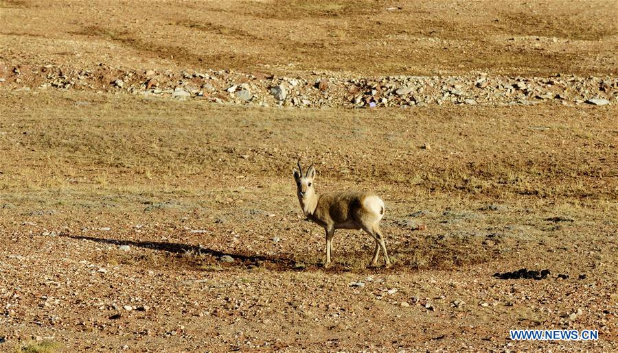 CHINA-QINGHAI-TIBET RAILWAY-ANIMALS (CN)