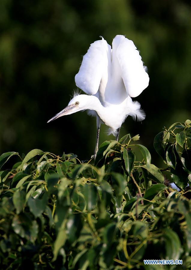 #CHINA-ANHUI-HUANGSHAN-EGRET (CN)