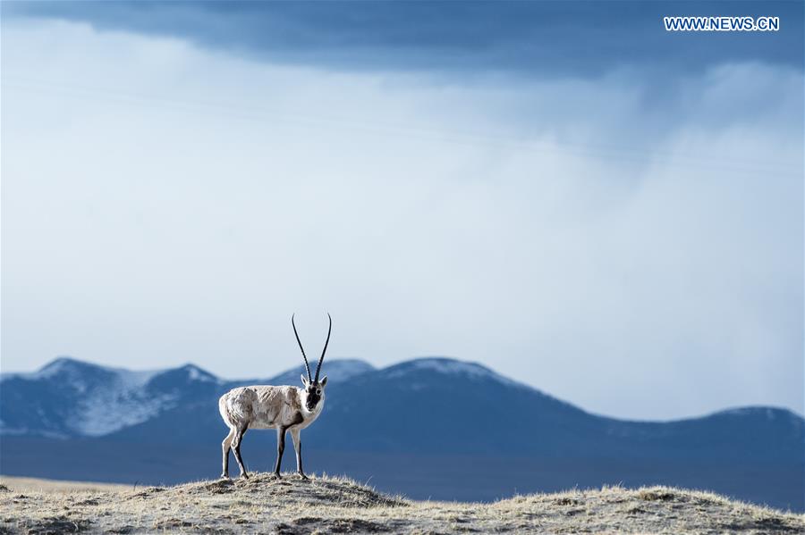 CHINA-XINING-SANJIANGYUAN-NATIONAL PARK-REFORM (CN)