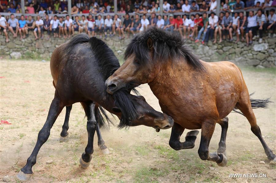 More than 50 horses from the townships including Antai, Xiangfen and Huaibao took part in the fighting, part of the traditional Xinhe Festival starting from the sixth day of the sixth month on the Chinese lunar calendar, or July 9 this year.