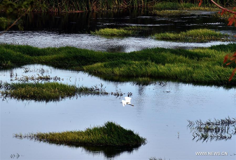 CHINA-KUNMING-WETLAND PARKS (CN)