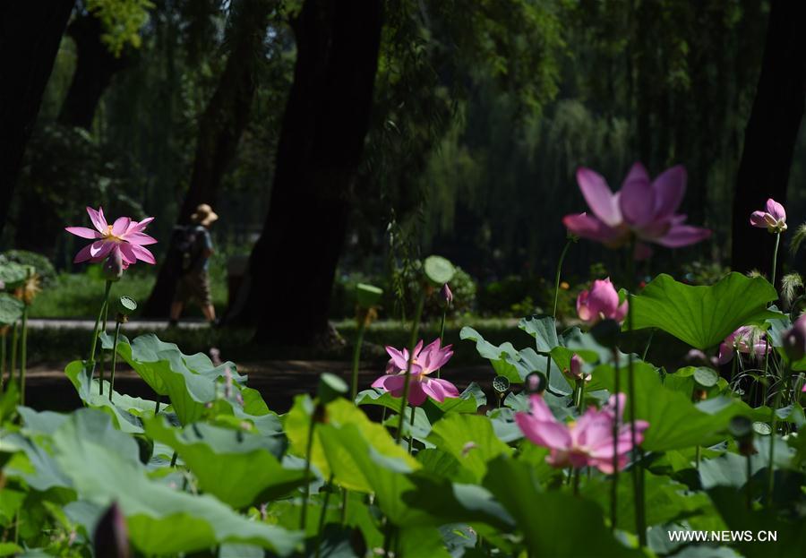 CHINA-BEIJING-LOTUS FLOWER (CN)