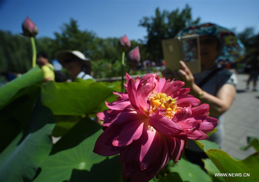 CHINA-BEIJING-LOTUS FLOWER (CN)