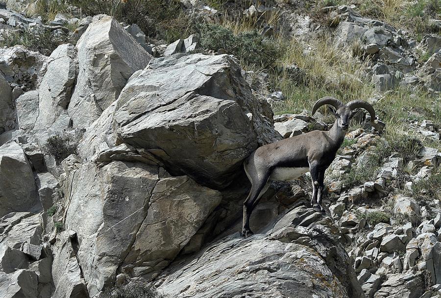 CHINA-NINGXIA-HELAN MOUNTAIN-BLUE SHEEP (CN)