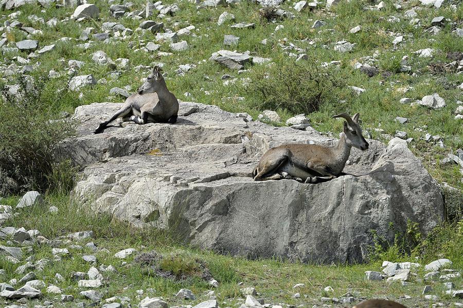 CHINA-NINGXIA-HELAN MOUNTAIN-BLUE SHEEP (CN)