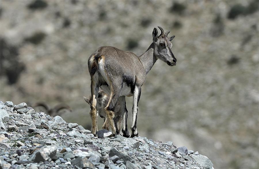 CHINA-NINGXIA-HELAN MOUNTAIN-BLUE SHEEP (CN)