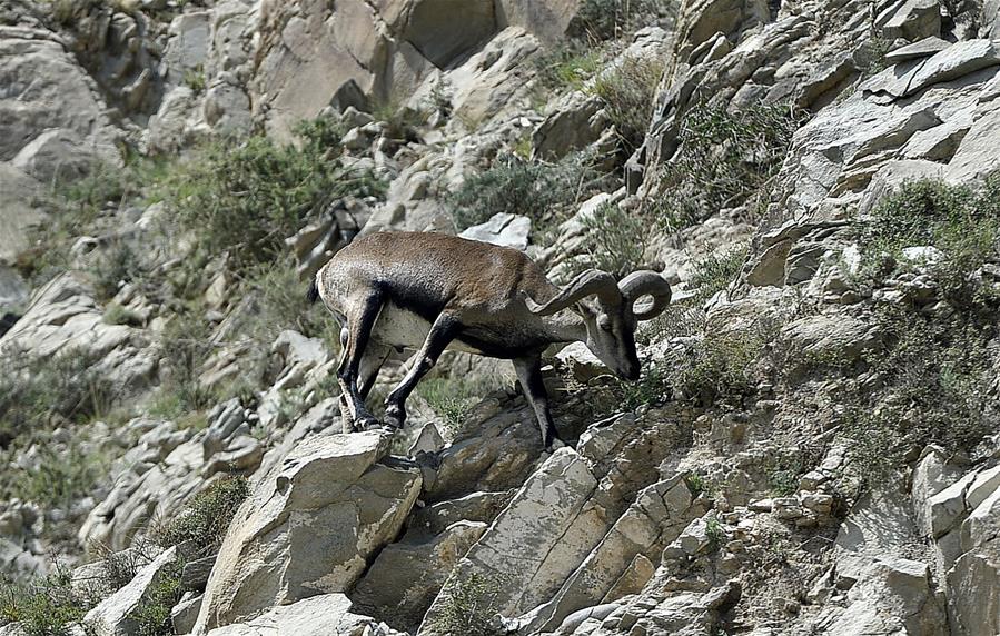 CHINA-NINGXIA-HELAN MOUNTAIN-BLUE SHEEP (CN)