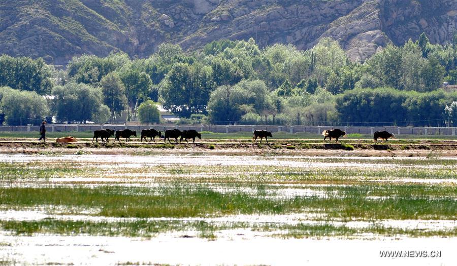 CHINA-LHASA-LALU WETLAND-FLOOD PREVENTION(CN)