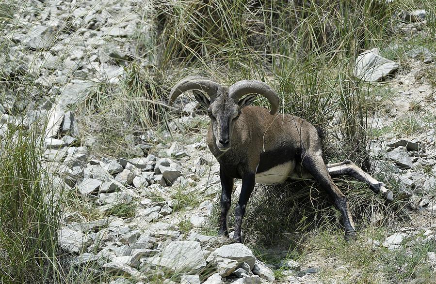 CHINA-NINGXIA-HELAN MOUNTAIN-BLUE SHEEP (CN)