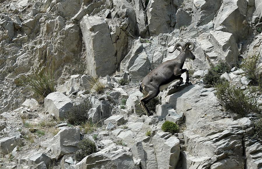 CHINA-NINGXIA-HELAN MOUNTAIN-BLUE SHEEP (CN)