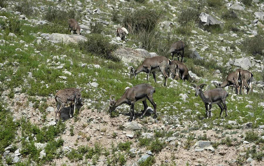 CHINA-NINGXIA-HELAN MOUNTAIN-BLUE SHEEP (CN)