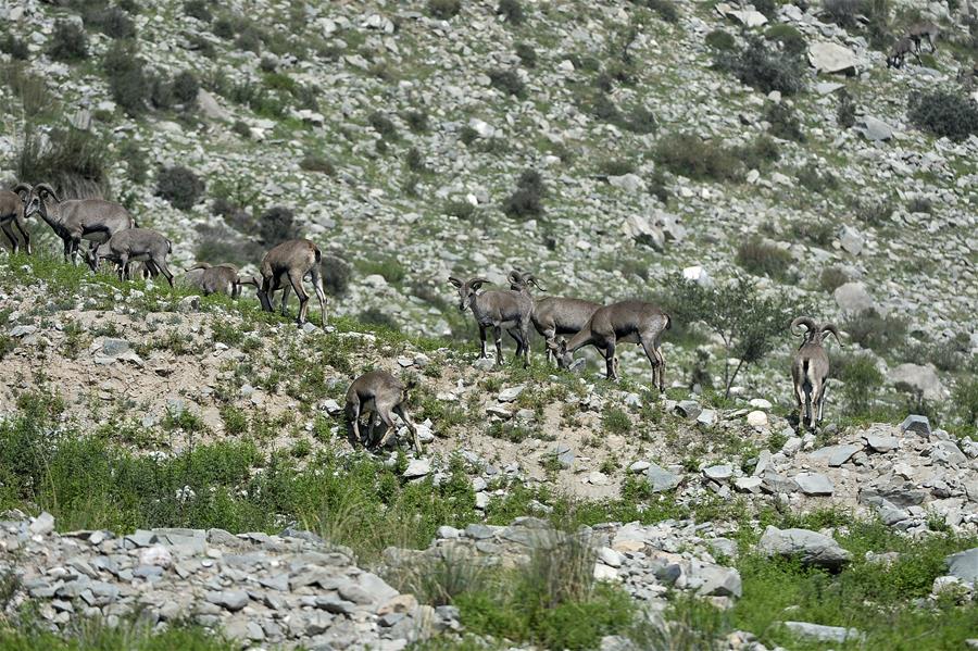 CHINA-NINGXIA-HELAN MOUNTAIN-BLUE SHEEP (CN)