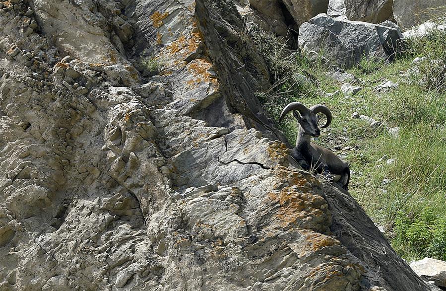 CHINA-NINGXIA-HELAN MOUNTAIN-BLUE SHEEP (CN)