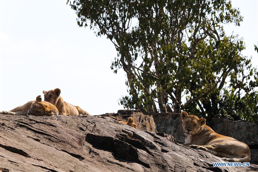 KENYA-NAIROBI-MAASAI MARA NATIONAL RESERVE-LIONS