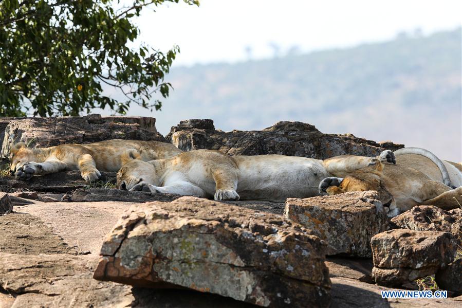 KENYA-NAIROBI-MAASAI MARA NATIONAL RESERVE-LIONS