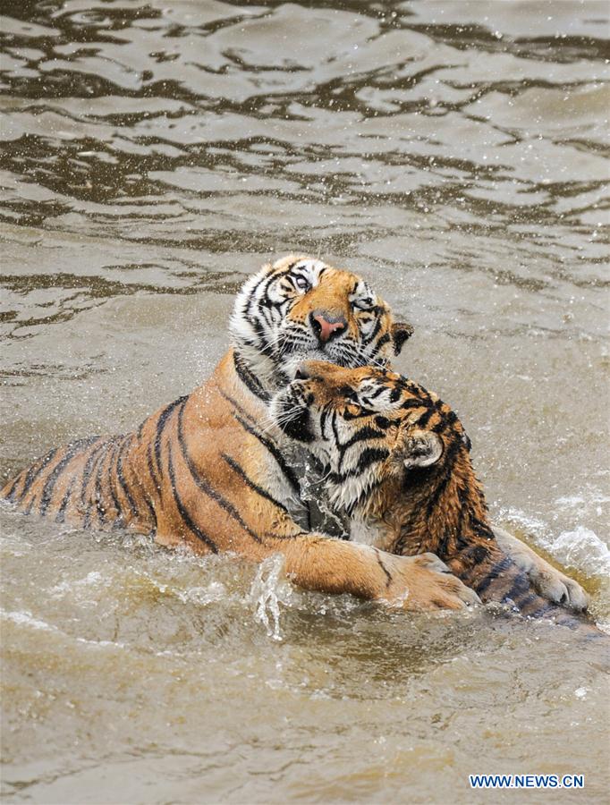 CHINA-HEILONGJIANG-HAILIN-SIBERIAN TIGER (CN) 