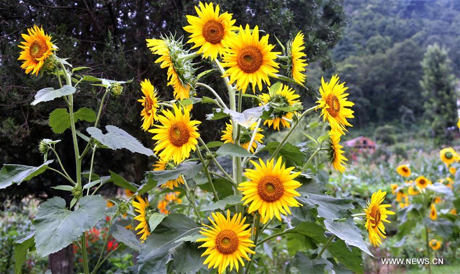 Photo taken on July 27, 2016 shows blooming sunflowers in the field at the village of Thankot, Kathmandu, Nepal. 