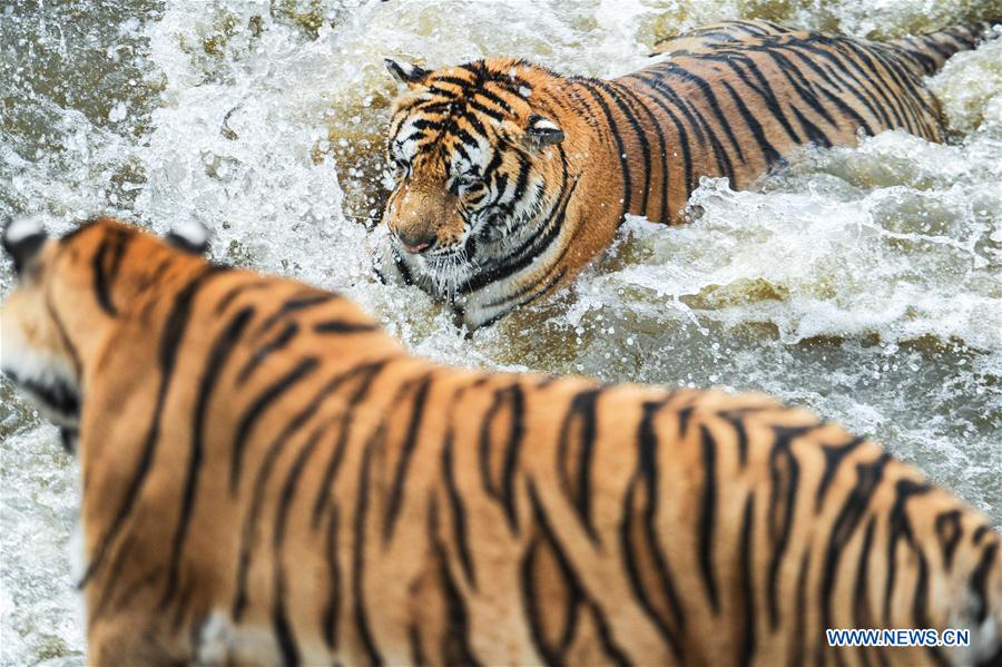 CHINA-HEILONGJIANG-HAILIN-SIBERIAN TIGER (CN) 