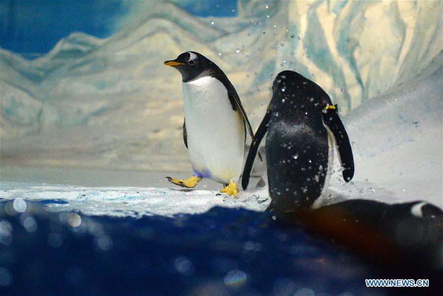 CHINA-HEILONGJIANG-HEAT-PENGUIN (CN)