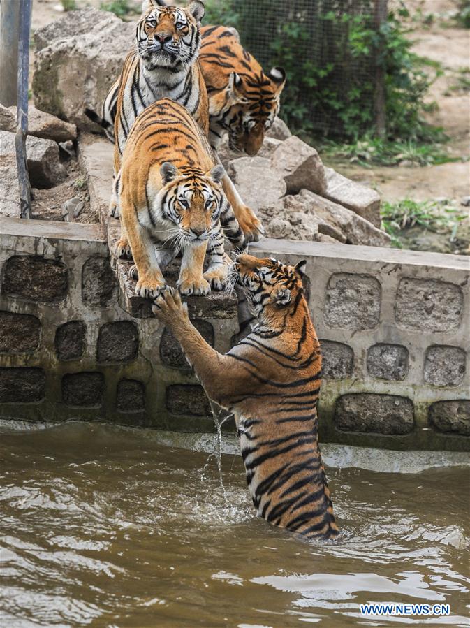 CHINA-HEILONGJIANG-HAILIN-SIBERIAN TIGER (CN) 