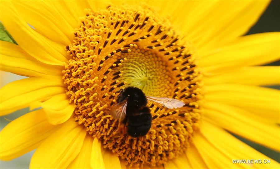 Photo taken on July 27, 2016 shows blooming sunflowers in the field at the village of Thankot, Kathmandu, Nepal. 