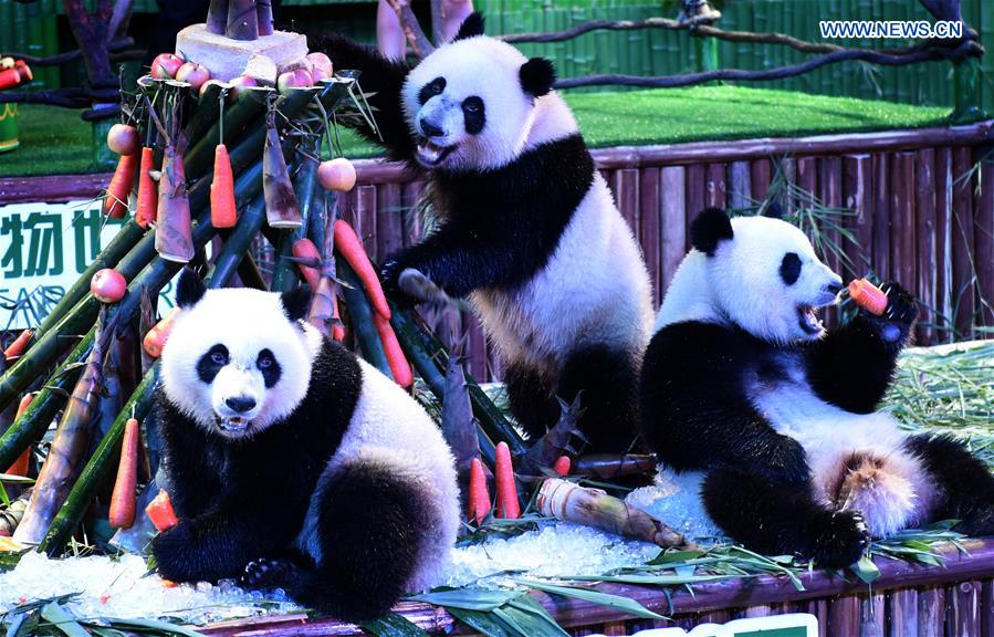 CHINA-GUANGDONG-GIANT PANDA-TRIPLETS-BIRTHDAY (CN)