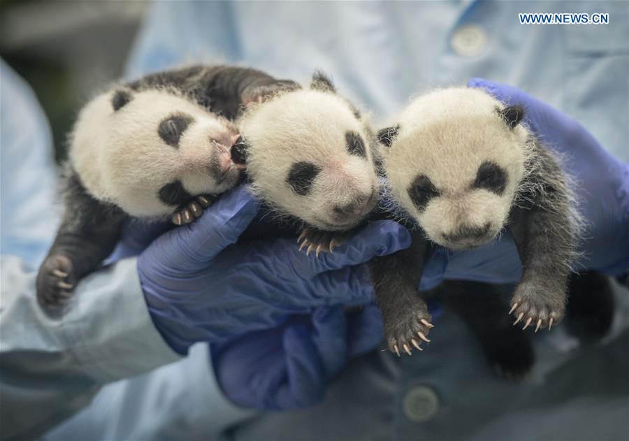 CHINA-GUANGDONG-GIANT PANDA-TRIPLETS-BIRTHDAY (CN)