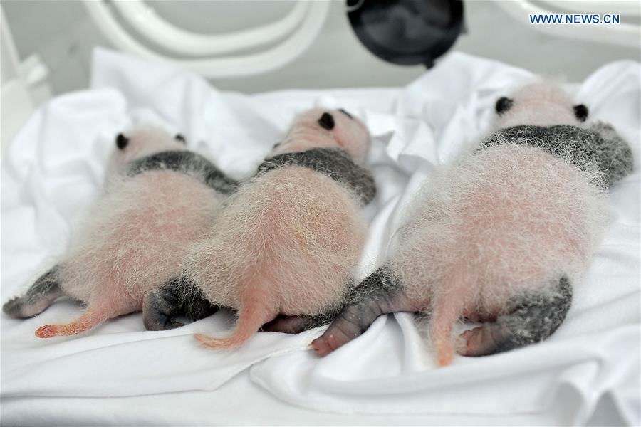 CHINA-GUANGDONG-GIANT PANDA-TRIPLETS-BIRTHDAY (CN)