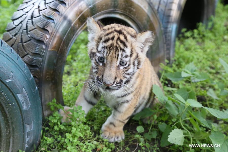 LITHUANIA-KLAIPEDA-TIGER CUB