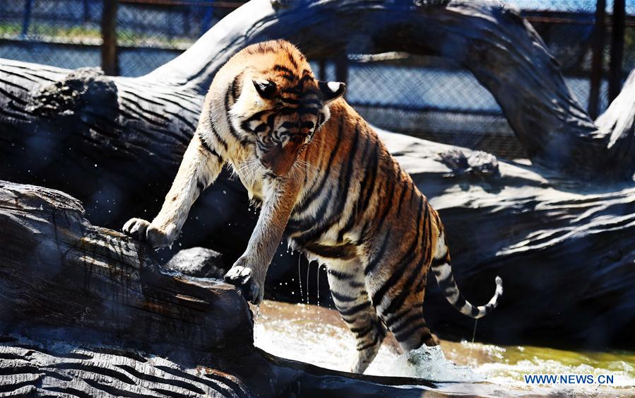 CHINA-HARBIN-SIBERIAN TIGER-SUMMER (CN)